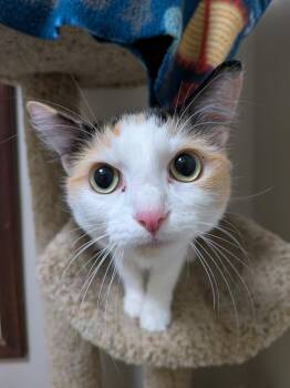Lolah -  Domestic Short Hair Cat for Adoption in Duxbury, Massachusetts - Lolah | PetCurious