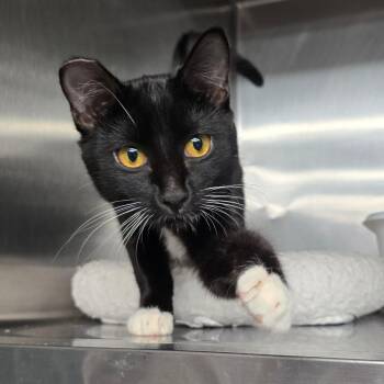 Domestic Short Hair Cats Available for Adoption - Moo | PetCurious