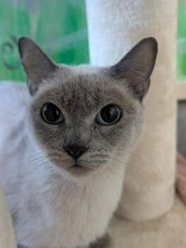 FLORENCE -  Siamese Cat for Adoption in Camarillo, California - FLORENCE | PetCurious