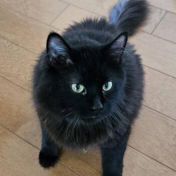 Gobi -  Domestic Long Hair Cat for Adoption in Traverse City, Michigan - Gobi | PetCurious