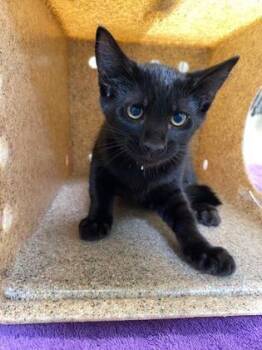 Coolio Cole -  Domestic Short Hair Cat for Adoption in Fairfax, Virginia - Coolio Cole | PetCurious
