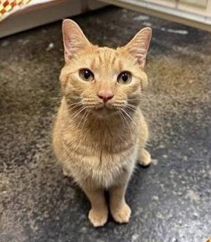 BABY O -  Tabby Cat for Adoption in Capshaw, Alabama - BABY O | PetCurious