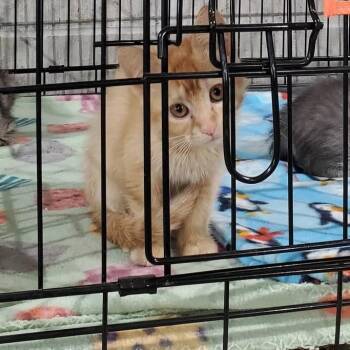 Pepper -  Domestic Medium Hair Cat Available for Adoption in Mondovi, Wisconsin - Pepper | PetCurious