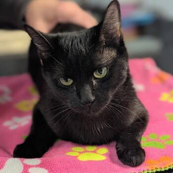 Arriba -  Domestic Short Hair Cat for Adoption in Brighton, Missouri - Arriba | PetCurious