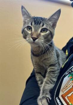 GABBANA -  Domestic Short Hair Cat for Adoption in Thousand Palms, California - GABBANA | PetCurious