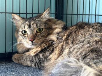 Domestic Medium Hair Cats Available for Adoption in Washington Court House, Ohio - Skink | PetCurious