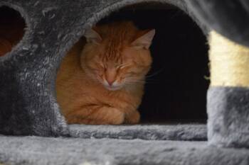 Rusty -  Domestic Short Hair Cat for Adoption in Salmon, Idaho - Rusty | PetCurious