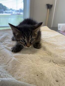 McCoy (green) -  Domestic Short Hair Cat for Adoption in Lafayette, Indiana - McCoy (green) | PetCurious