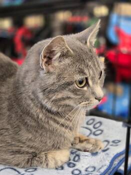 Domestic Short Hair Cats Available for Adoption in Calgary, Alberta - Charcoal | PetCurious