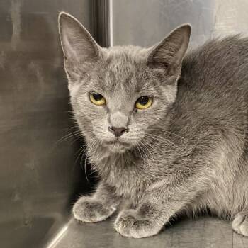 Rescue Domestic Short Hair Cats for Adoption in Palm Springs, California - Oyster | PetCurious