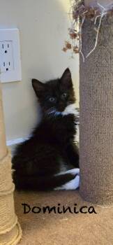 Dominica -  Domestic Short Hair Cat for Adoption in Burnaby, British Columbia - Dominica | PetCurious