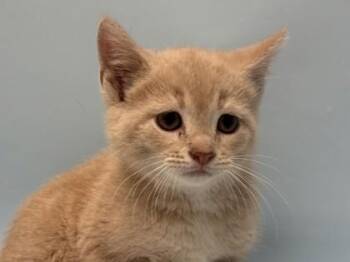 Jeff -  Domestic Short Hair Cat for Adoption in Woodbury, Minnesota - Jeff | PetCurious