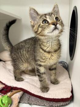 Merthin -  Domestic Short Hair Cat for Adoption in Jackson, Michigan - Merthin | PetCurious