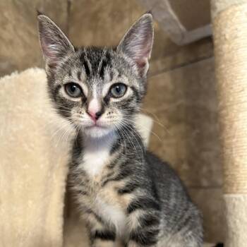 P -  Domestic Short Hair Cat for Adoption in Philadelphia, Pennsylvania - P | PetCurious