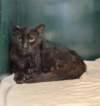 Dominic -  Domestic Short Hair Cat for Adoption in El Paso, Texas - Dominic | PetCurious