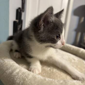 Domestic Short Hair Cats Available for Adoption - Diego | PetCurious