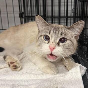 "Mira U1428" -  Domestic Short Hair Cat for Adoption in Salt Lake City, Utah - "Mira U1428" | PetCurious