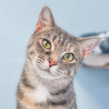 Rescue Domestic Short Hair Cats for Adoption in Greensboro, Georgia - Sonya | PetCurious