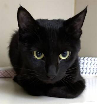 SALLY -  Domestic Short Hair Cat for Adoption in Dedham, Massachusetts - SALLY | PetCurious