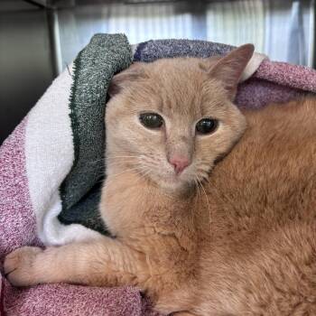 Turtle -  Domestic Short Hair Cat for Adoption in Asheville, North Carolina - Turtle | PetCurious