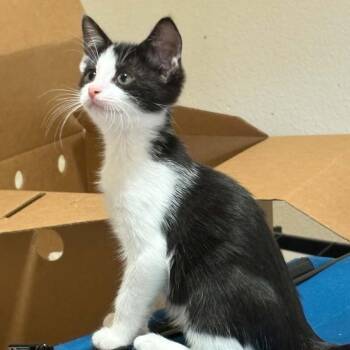 Macey -  Domestic Short Hair Cat for Adoption in Bentonville, Arkansas - Macey | PetCurious