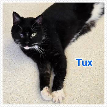 Domestic Short Hair Cats Available for Adoption - Tux | PetCurious