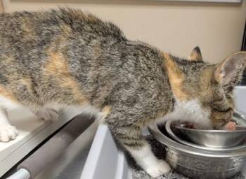 Elizabeth -  Domestic Short Hair Cat for Adoption in Taylorsville, North Carolina - Elizabeth | PetCurious
