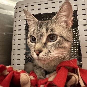 Katerina -  Domestic Short Hair Cat for Adoption in Spokane, Washington - Katerina | PetCurious