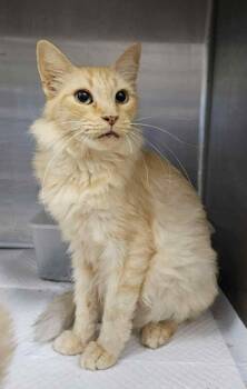 Rescue Maine Coon and Domestic Long Hair Cats for Adoption in New Braunfels, Texas - Majesty The Queen | PetCurious