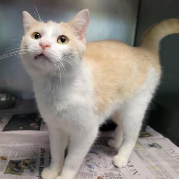 Domestic Short Hair Cats Available for Adoption in Columbia, Missouri - Spud | PetCurious