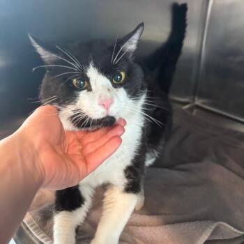 Astonish -  American Shorthair Cat for Adoption in West Des Moines, Iowa - Astonish | PetCurious