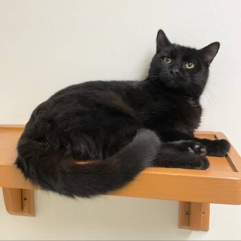 Rescue Domestic Short Hair Cats for Adoption - Leon | PetCurious