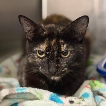 Tammy Sue -  Domestic Short Hair Cat Available for Adoption in Cumming, Georgia - Tammy Sue | PetCurious