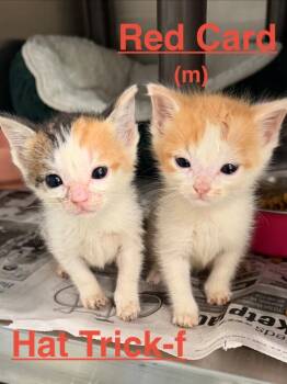 Red Card 26 -  Tabby and Domestic Short Hair Cat for Adoption in Brookhaven, Mississippi - Red Card 26 | PetCurious