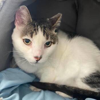 Monty -  Domestic Short Hair Cat for Adoption in Fort Lauderdale, Florida - Monty | PetCurious