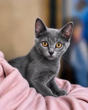Zoey Grey -  Russian Blue Cat for Adoption in Fresno, California - Zoey Grey | PetCurious