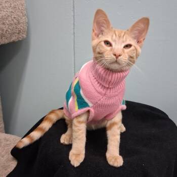 Milo -  Domestic Short Hair Cat for Adoption in Middlebury, Vermont - Milo | PetCurious
