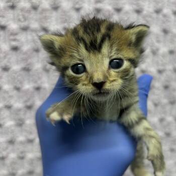 Uno -  American Shorthair Cat for Adoption in Spring Hill, Kansas - Uno | PetCurious