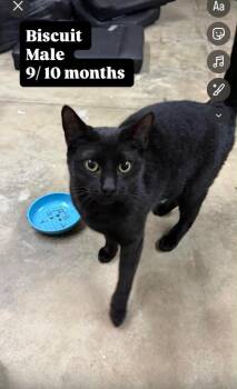 Domestic Short Hair Cats Available for Adoption - Biscuit | PetCurious