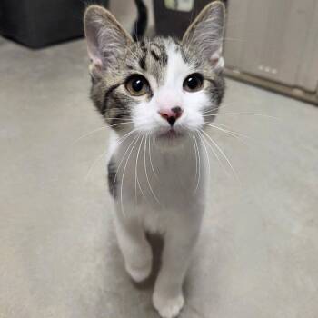Mombie -  Domestic Short Hair Cat for Adoption in Chilton, Wisconsin - Mombie | PetCurious