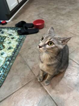 Valerie -  Domestic Short Hair Cat Available for Adoption in Philadelphia, Pennsylvania - Valerie | PetCurious