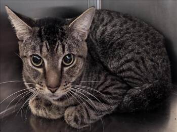 Rescue Domestic Short Hair Cats for Adoption in Salisbury, North Carolina - CLYDE | PetCurious