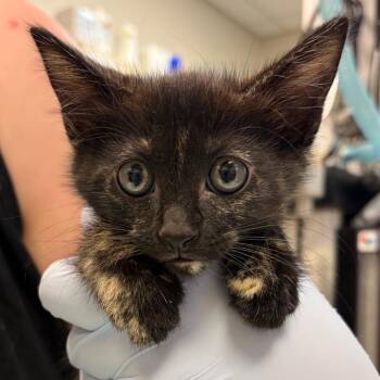 Transylvania -  Domestic Short Hair Cat for Adoption in Nashville, Tennessee - Transylvania | PetCurious