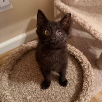 Jinx -  Domestic Short Hair Cat for Adoption in Harrisonburg, Virginia - Jinx | PetCurious