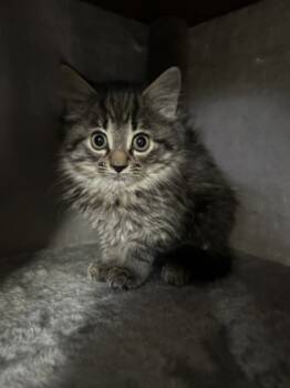 Rescue Domestic Long Hair and Domestic Short Hair Cats for Adoption in Burlington, Wisconsin - Shock | PetCurious