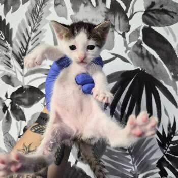 Domestic Short Hair Cats Available for Adoption in Wahiawa, Hawaii - Celeste | PetCurious