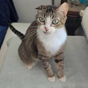 Tabs -  Domestic Medium Hair Cat for Adoption in Austin, Texas - Tabs | PetCurious