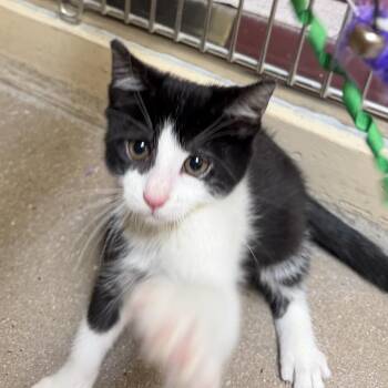 Ernie -  Domestic Short Hair Cat for Adoption in York, Pennsylvania - Ernie | PetCurious
