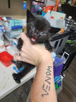Tomahawk -  Domestic Short Hair Cat for Adoption in Douglasville, Georgia - Tomahawk | PetCurious
