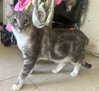 Rescue Domestic Short Hair Cats for Adoption in Inglewood, California - Yarrow | PetCurious